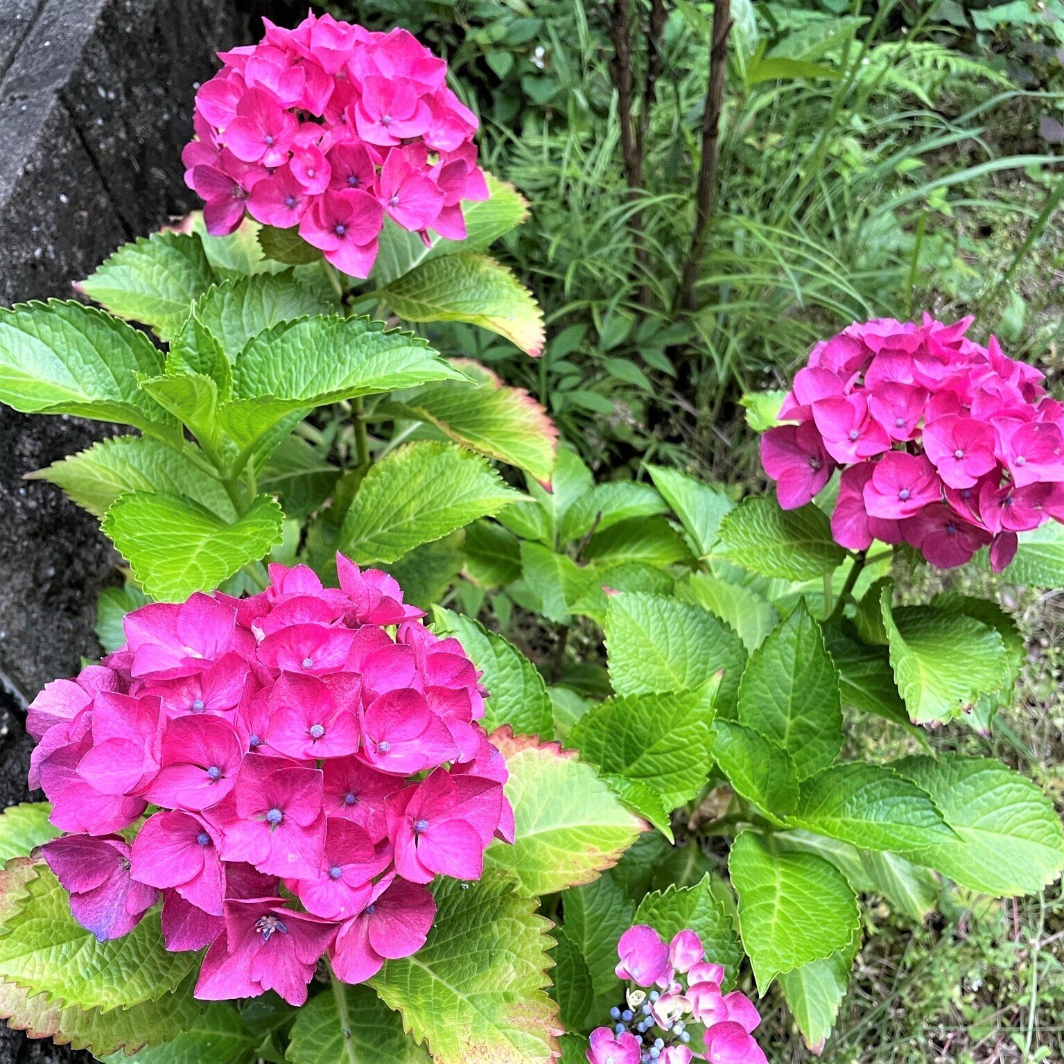 咲いたらショッキングピンクだった紫陽花 食彩アドコム 食こそ温故知新 Note