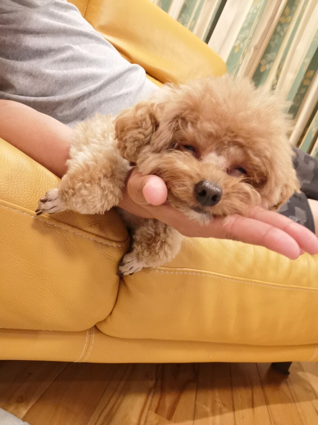 笑いながら寝る 寝ながら笑う どうでもいいし どっちゃでもいい かとしん Note