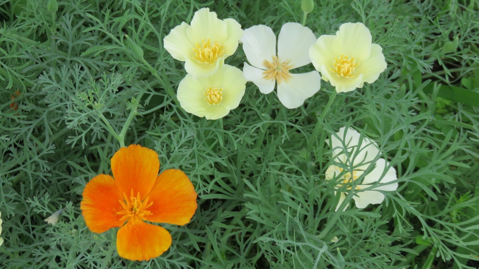 写真 6月 庭の草花 やみぃ Note 写真 6月 庭の草花 やみぃ Note