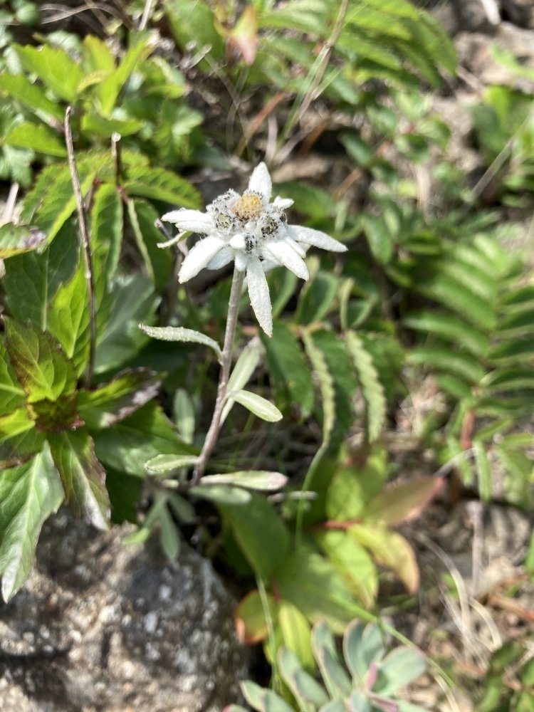21年6月15日 礼文島の花 宇遠内 礼文林道1 栗コロッケ Note 21年6月15日 礼文島の花 宇遠内 礼文林道1 栗コロッケ Note