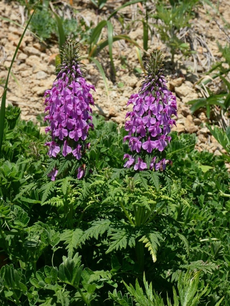 F26 礼文アツモリソウ F26 礼文アツモリソウ 礼文島part2｜🍀GreenSnap（グリーンスナップ）