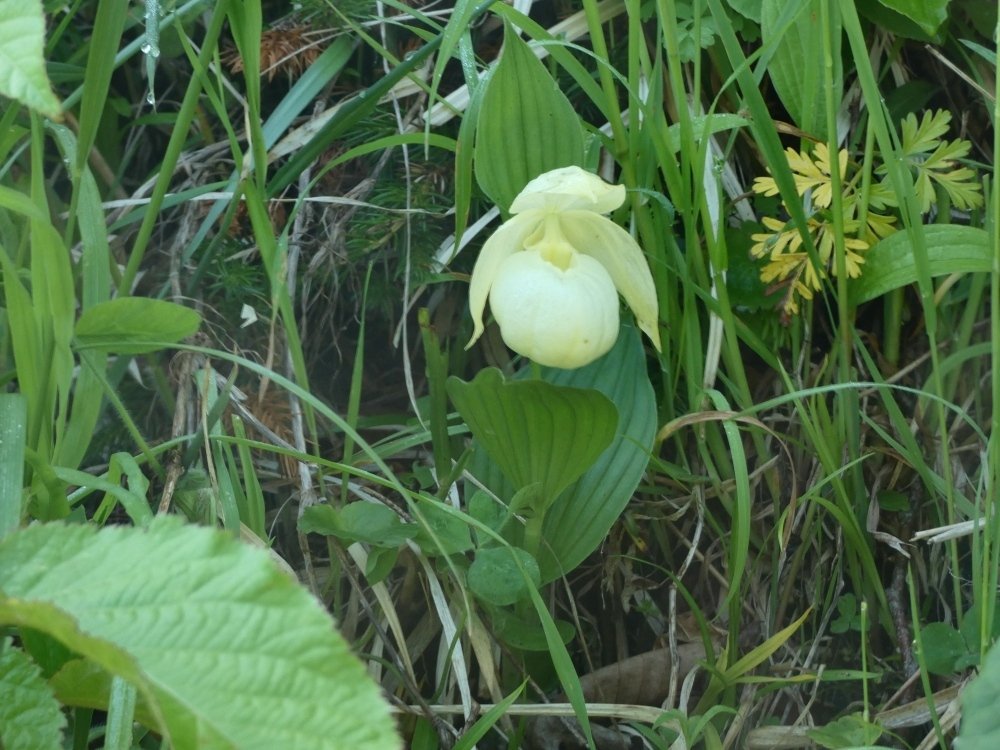 山野草　希少斑入り　礼文アツモリソウ 山野草 希少斑入り 礼文アツモリソウ レブンアツモリソウ-アツモリソウ