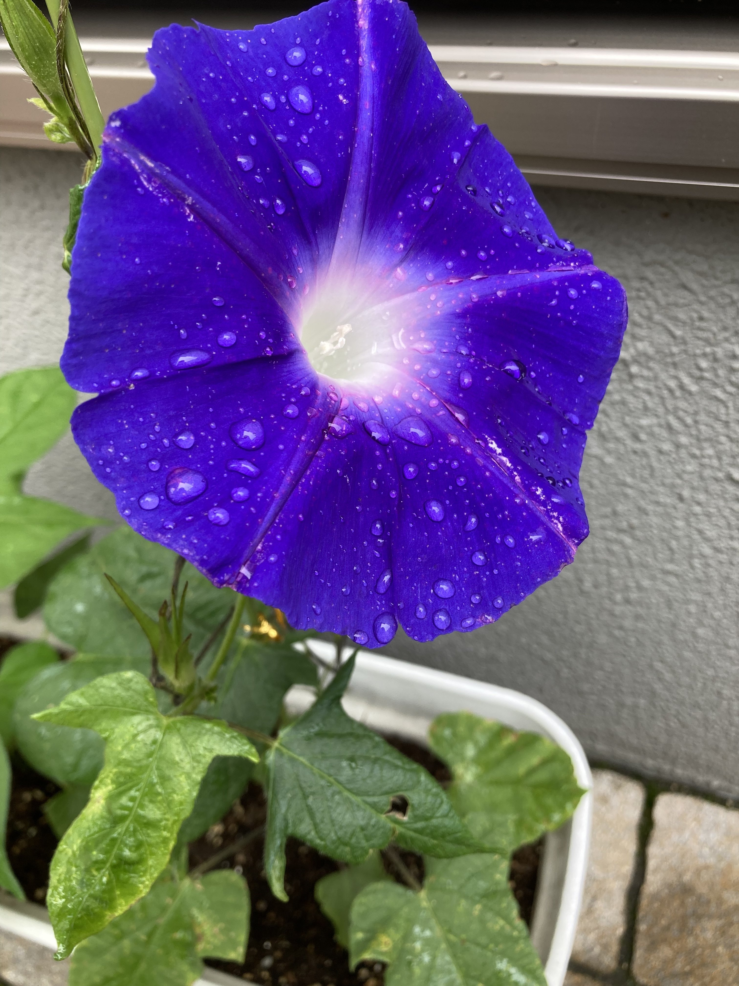 雨の朝顔 あしの Note