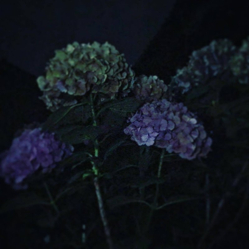 Night flowers