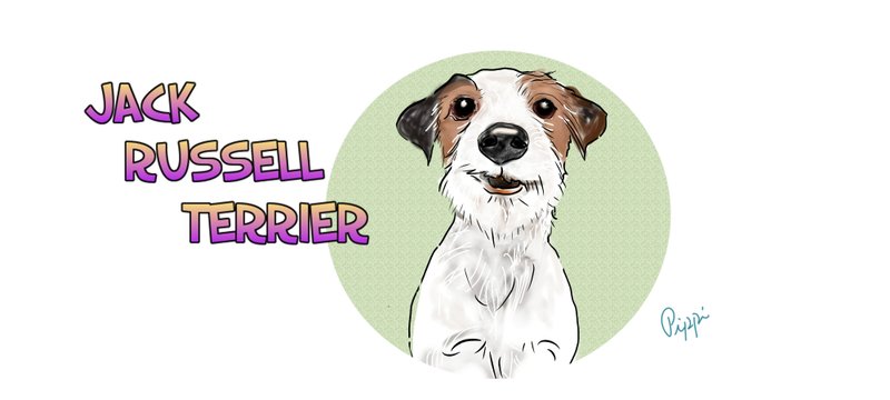 Jack Russell Terrier