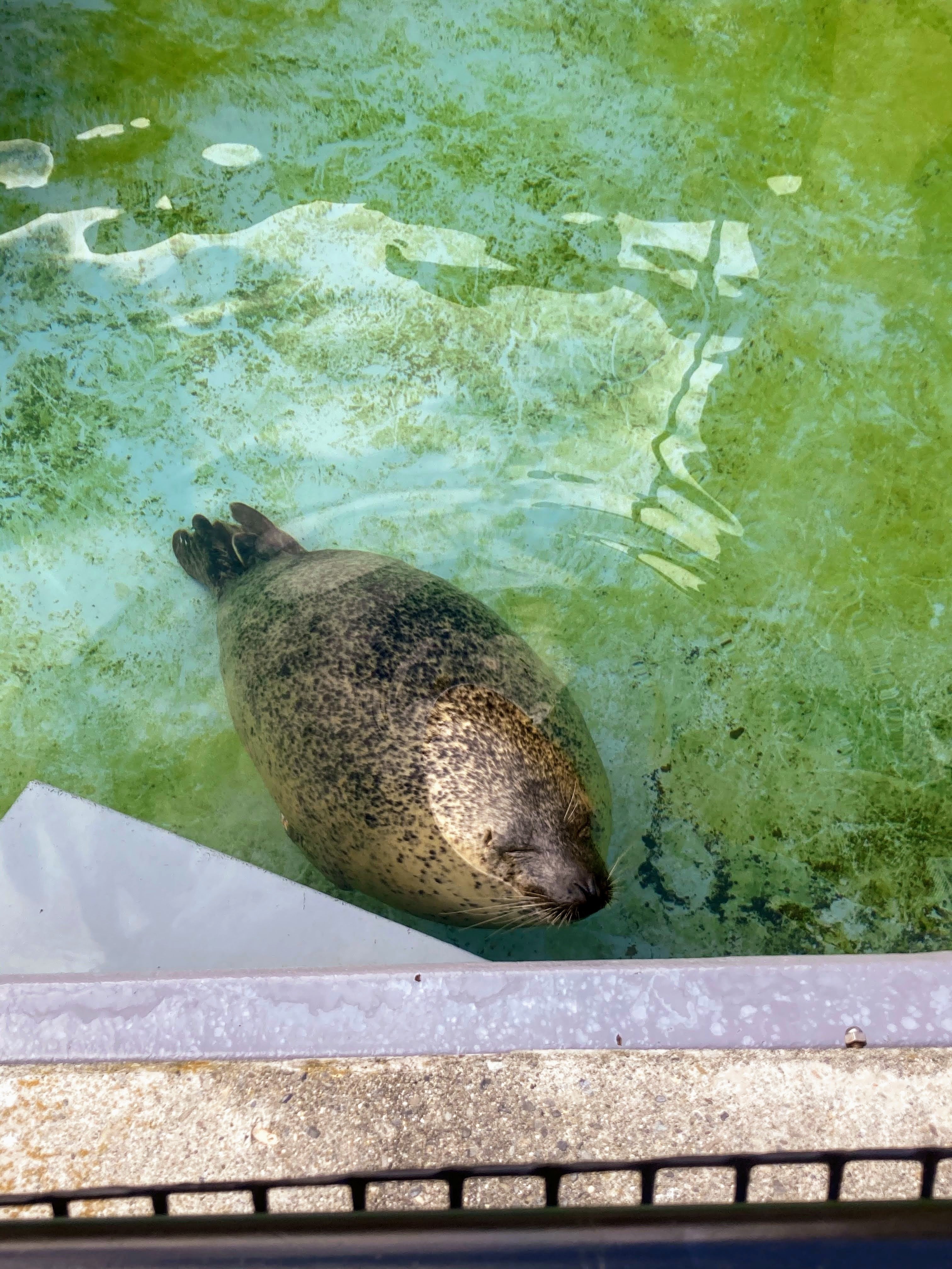 旭山動物園の動物たち かるがも Note