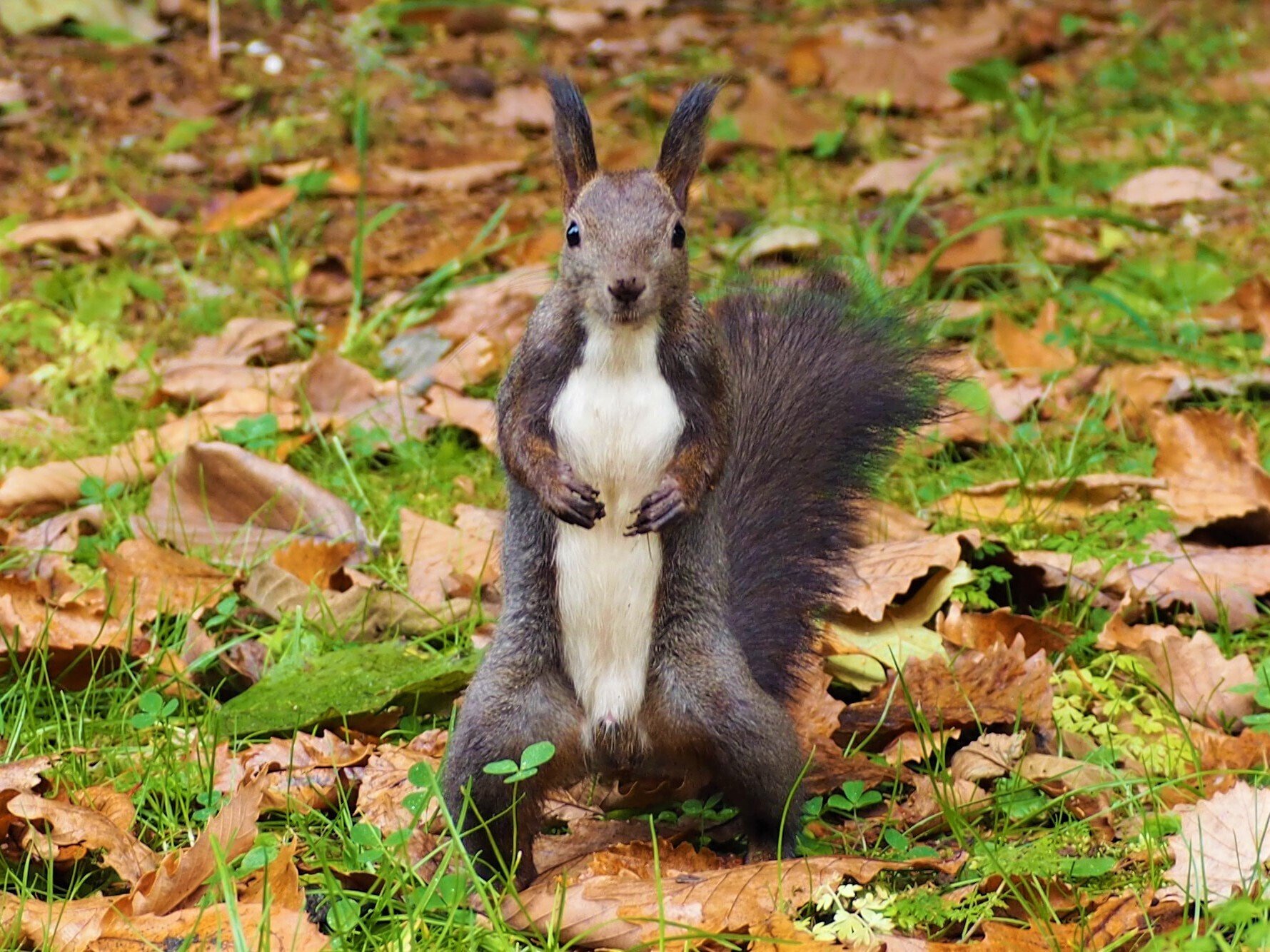 北海道かわいい動物 えぞりすちゃん もんちゃん Note