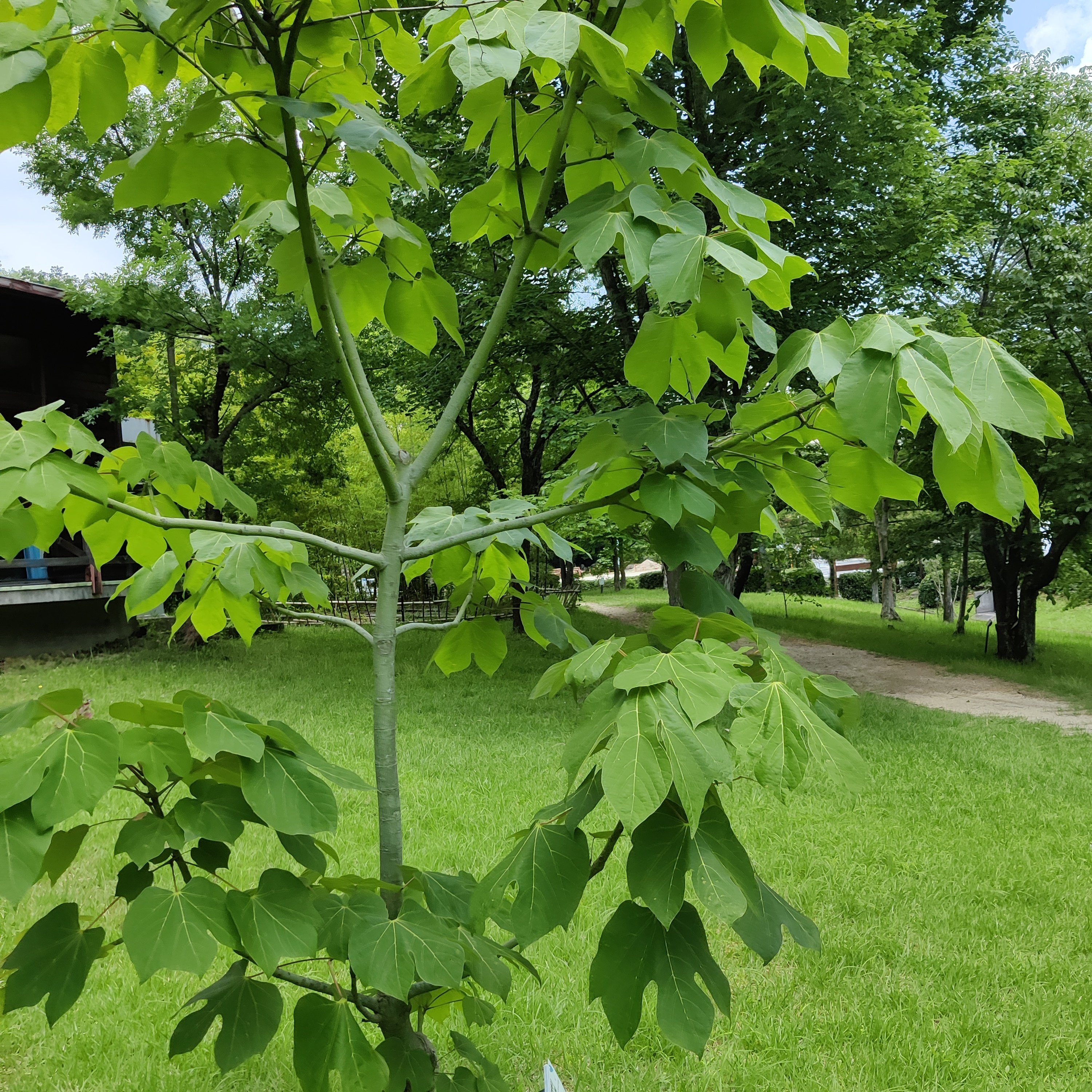 弥生の森歴史公園と歴史学習 修家大雄 レストラン ラ フェ Note