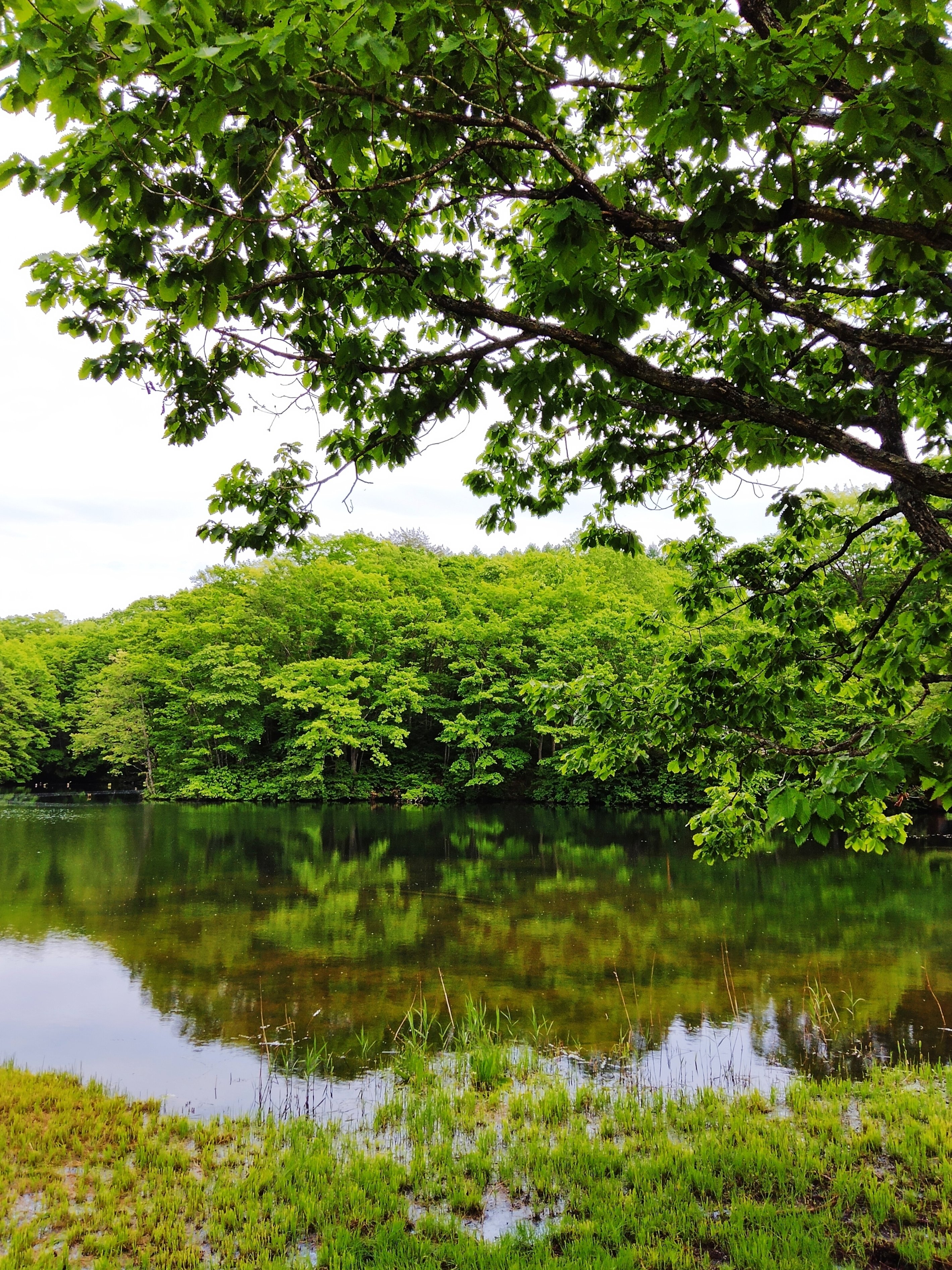 美しさに触れると ひら Note 美しさに触れると ひら Note