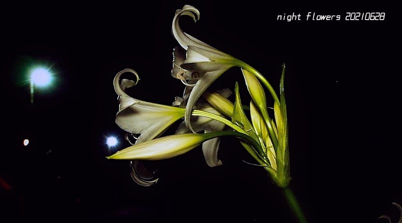 Night flowers 20210628