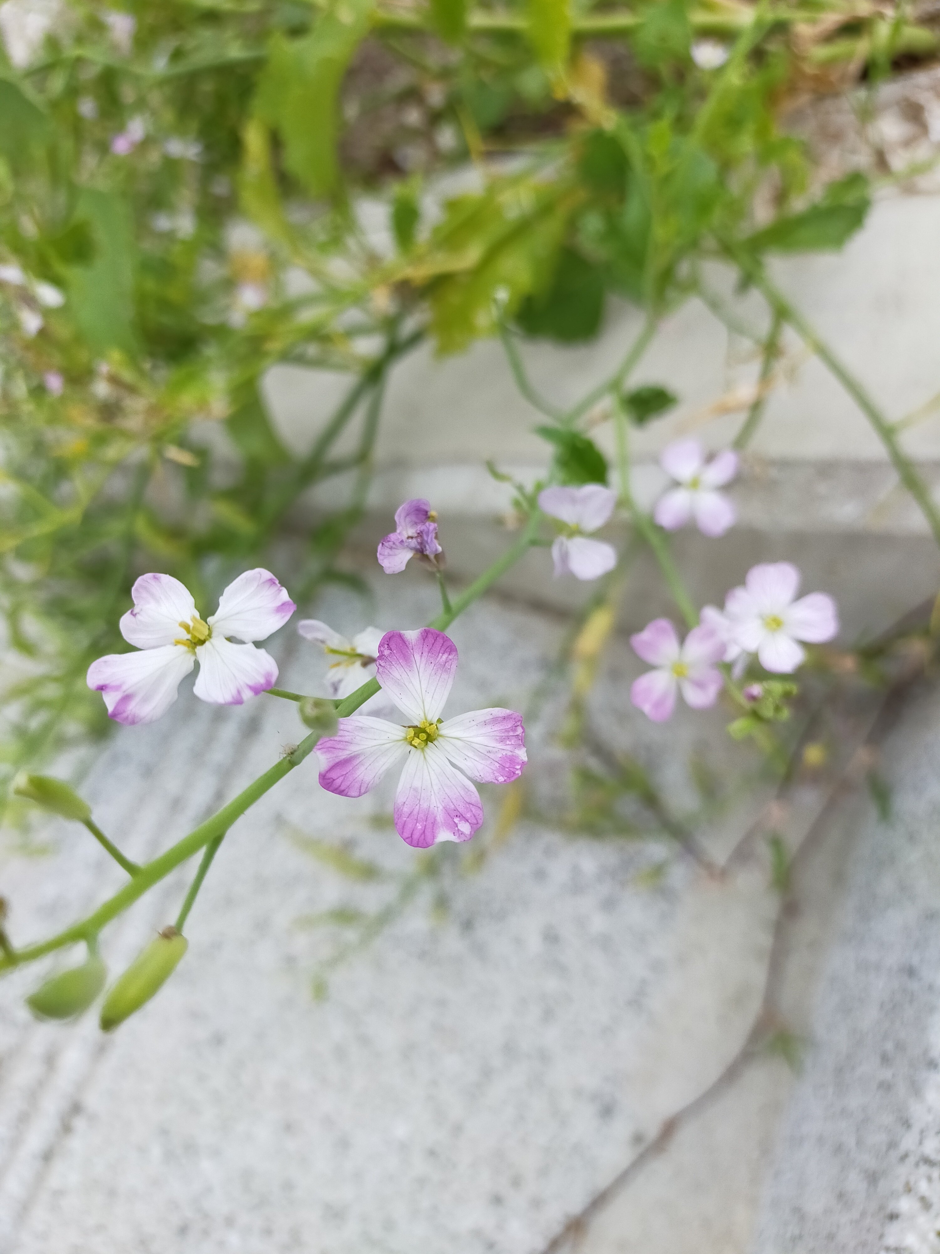 近所の花 かーびぃ アッサム 戦闘演舞したい 図書委員 Note
