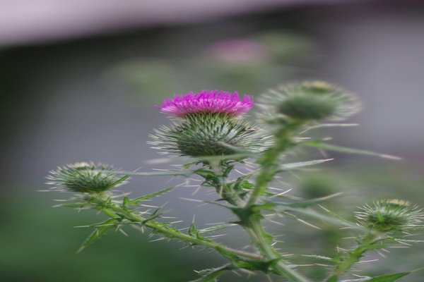 薊 の新着タグ記事一覧 Note つくる つながる とどける