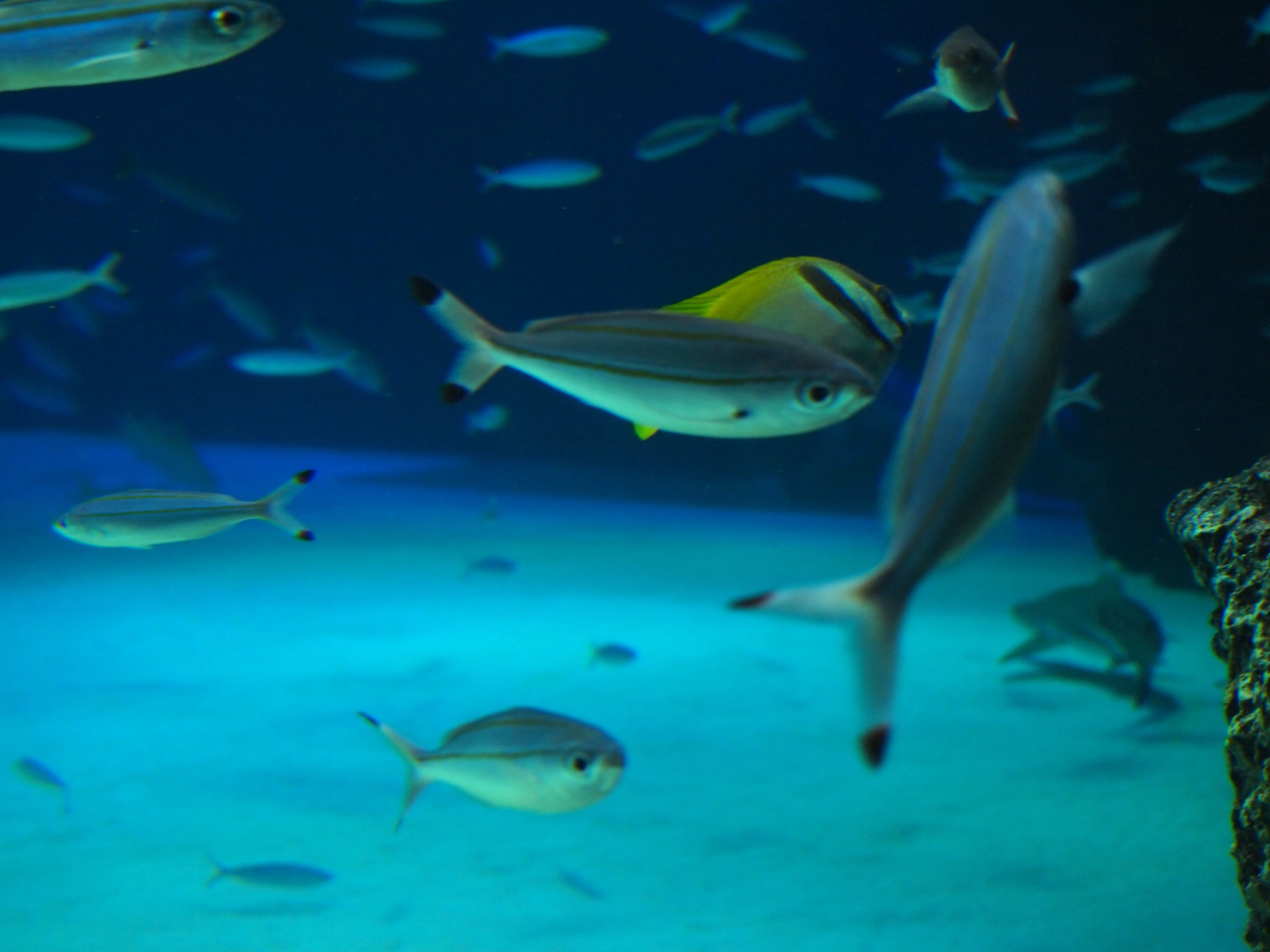 暑いので 涼しくなる写真を 水族館の思い出 ユンカス Note
