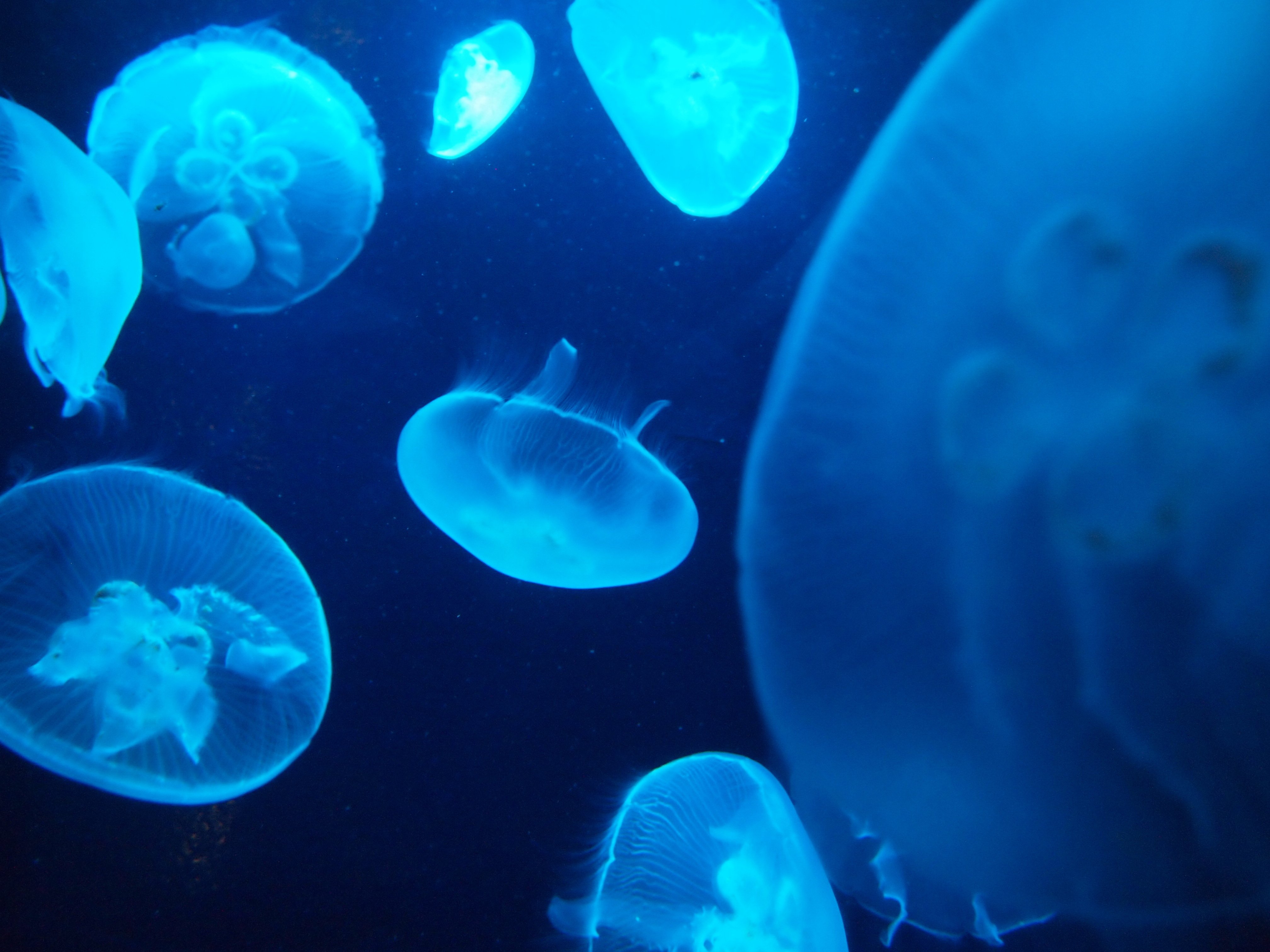 暑いので 涼しくなる写真を 水族館の思い出 ユンカス Note