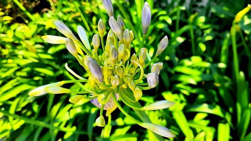 初夏の蕾 つぼみ ぴてろん Pitelog Nowhere To Fall But Off Note