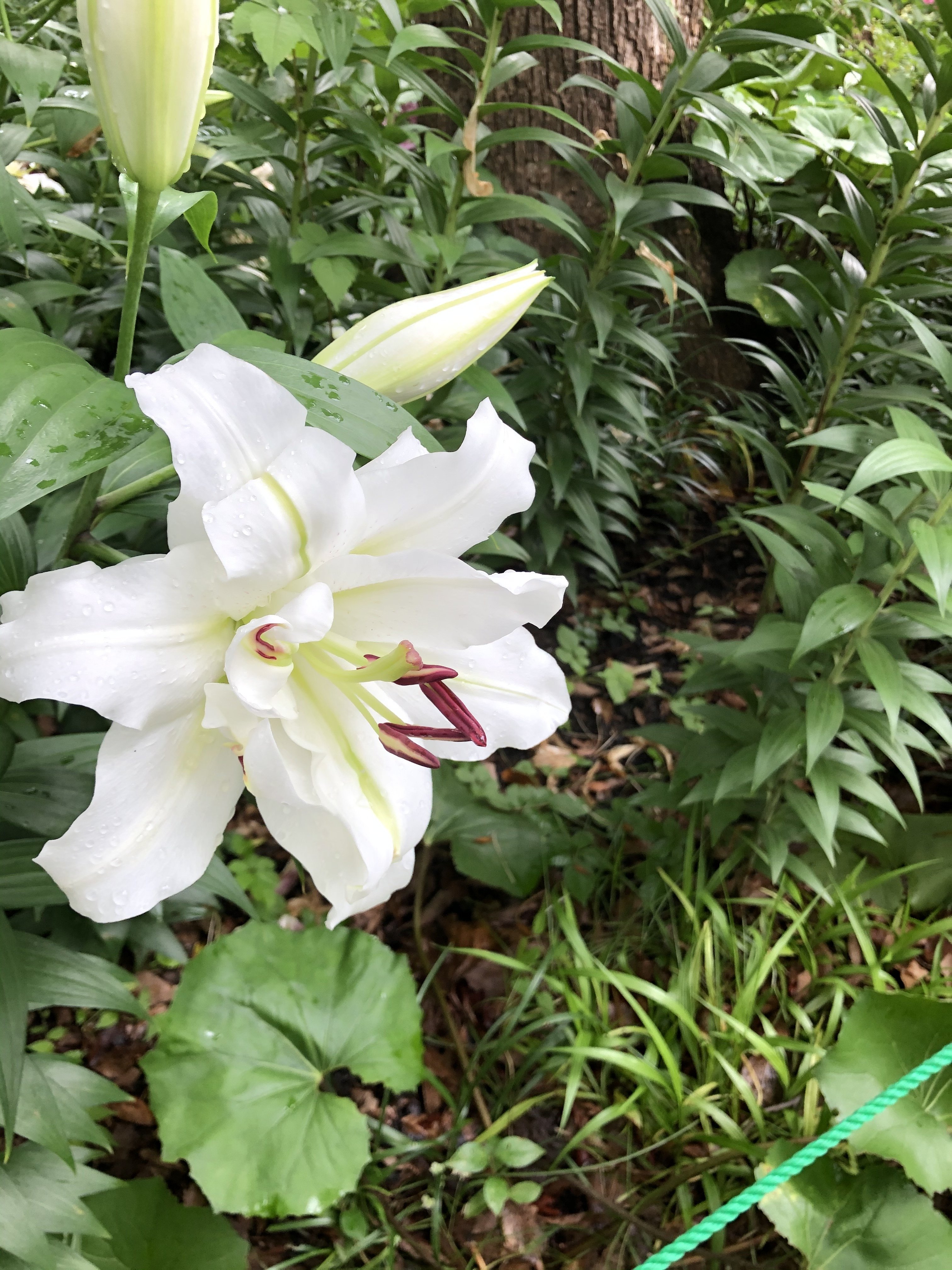 癒しの花 どらさん Note 癒しの花 どらさん Note