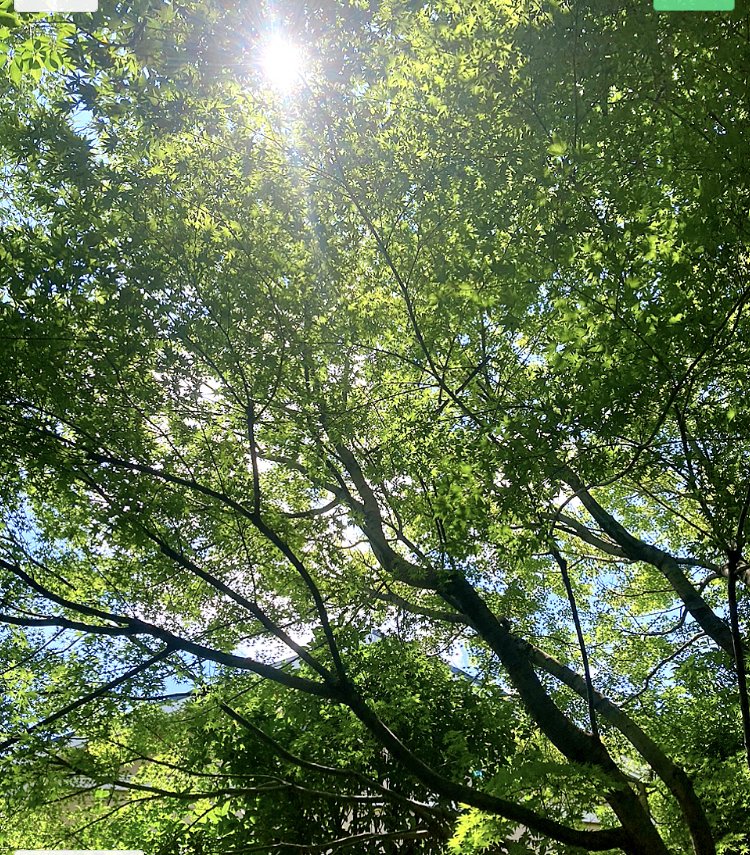 こもれび Sara Gift From The Earth Note