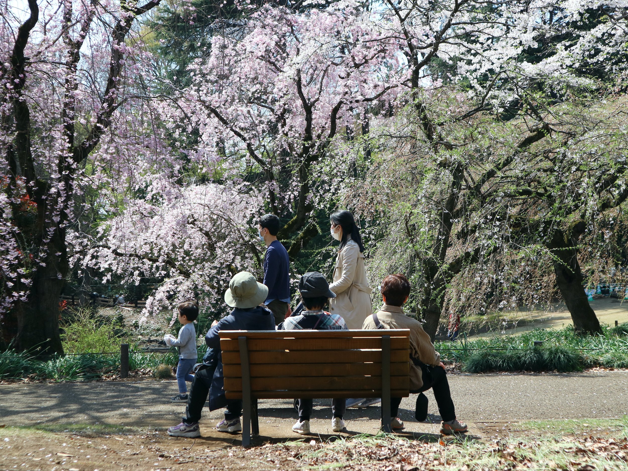 新宿御苑 21 ベンチの数だけ物語がある Masahiro Tsujita Note 新宿御苑 21 ベンチの数だけ物語がある Masahiro Tsujita Note