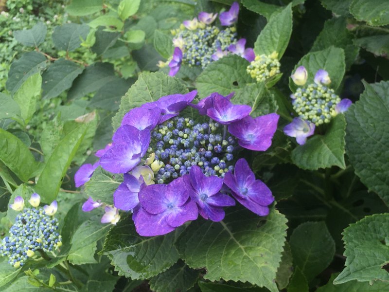 雨の季節の花達、ご無沙汰しました。サボりました。(⌒-⌒; )