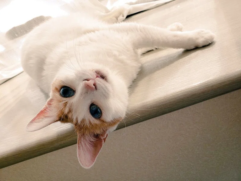 癒し猫 猫写真 静香 Note