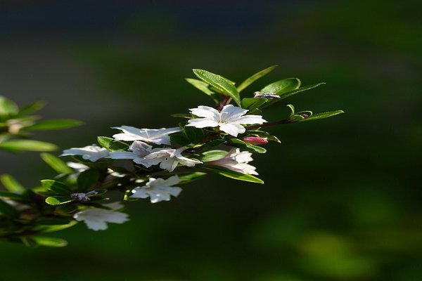 白丁花 の新着タグ記事一覧 Note つくる つながる とどける