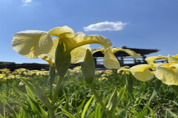 季節の花 の新着タグ記事一覧 Note つくる つながる とどける