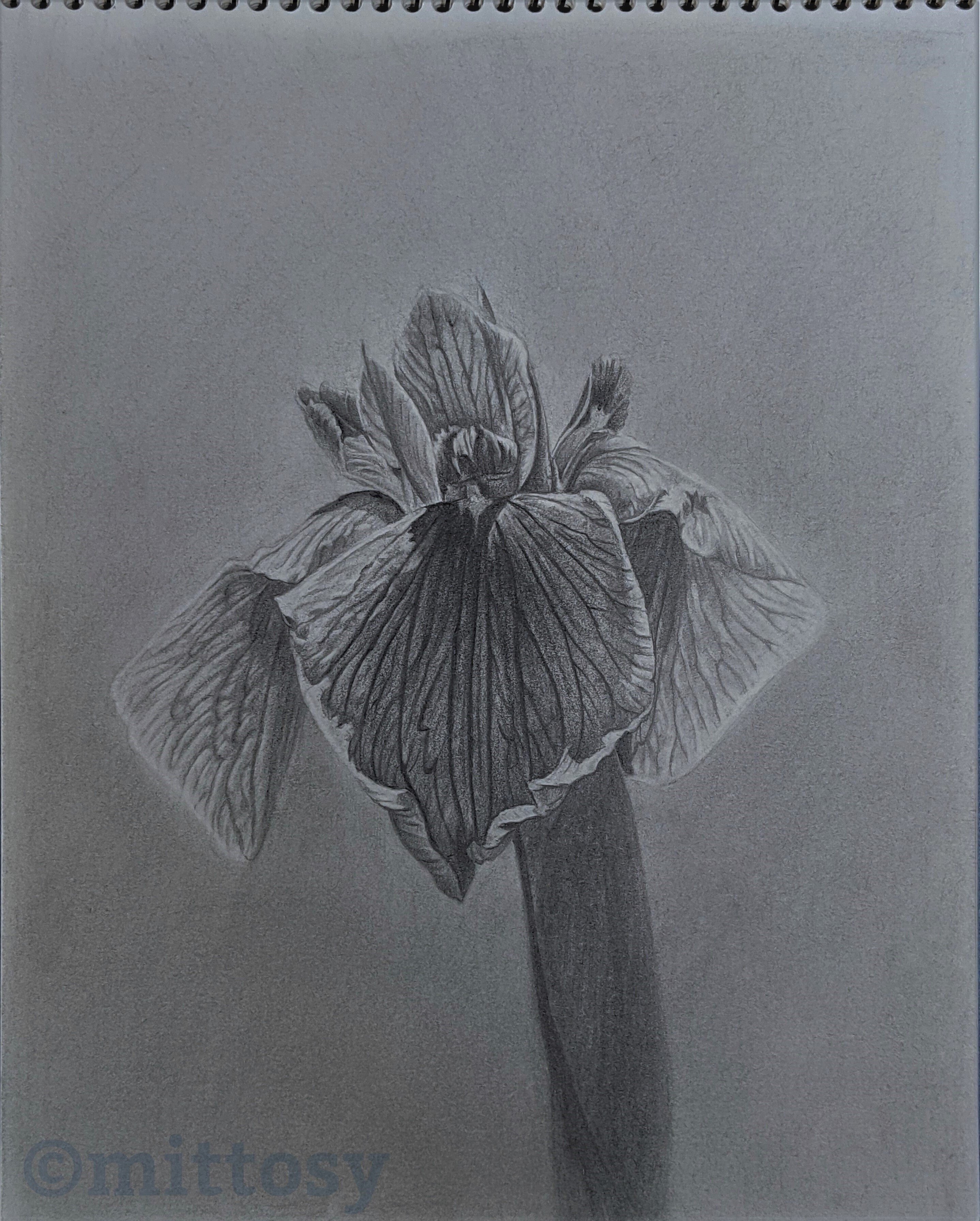 鉛筆画11 花菖蒲 みっとし Note