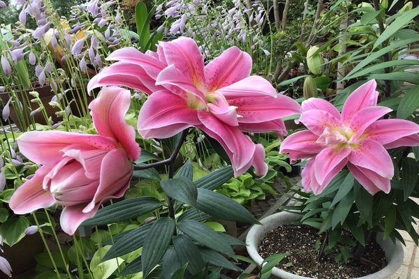 じゃがいもの花 の新着タグ記事一覧 Note つくる つながる とどける