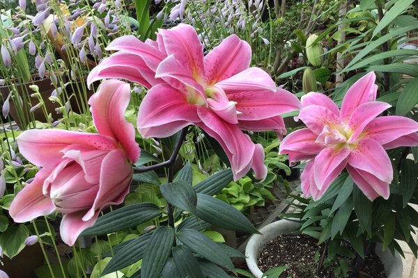 じゃがいもの花 の新着タグ記事一覧 Note つくる つながる とどける じゃがいもの花 の新着タグ記事一覧 Note つくる つながる とどける