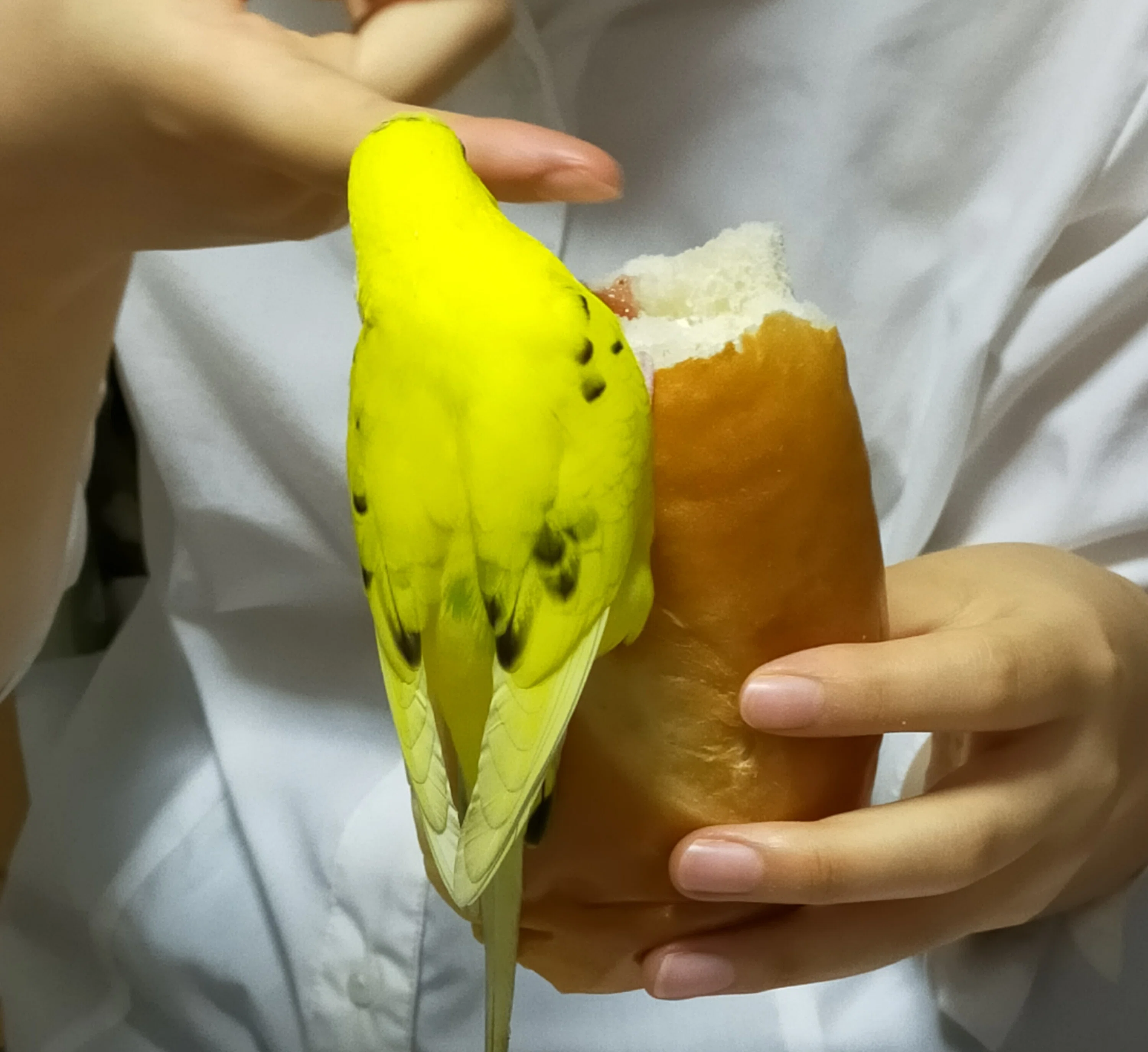今日のはんぶんこ ɔ C コッペパンサンド ジャム マーガリン ままのすけ ほっこり応援隊長 Note