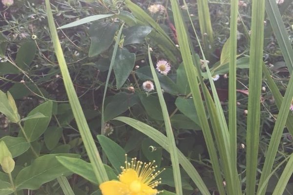 ヒペリカムの花言葉悲しみは続かない の新着タグ記事一覧 Note つくる つながる とどける ヒペリカムの花言葉悲しみは続かない の新着タグ記事一覧 Note つくる つながる とどける