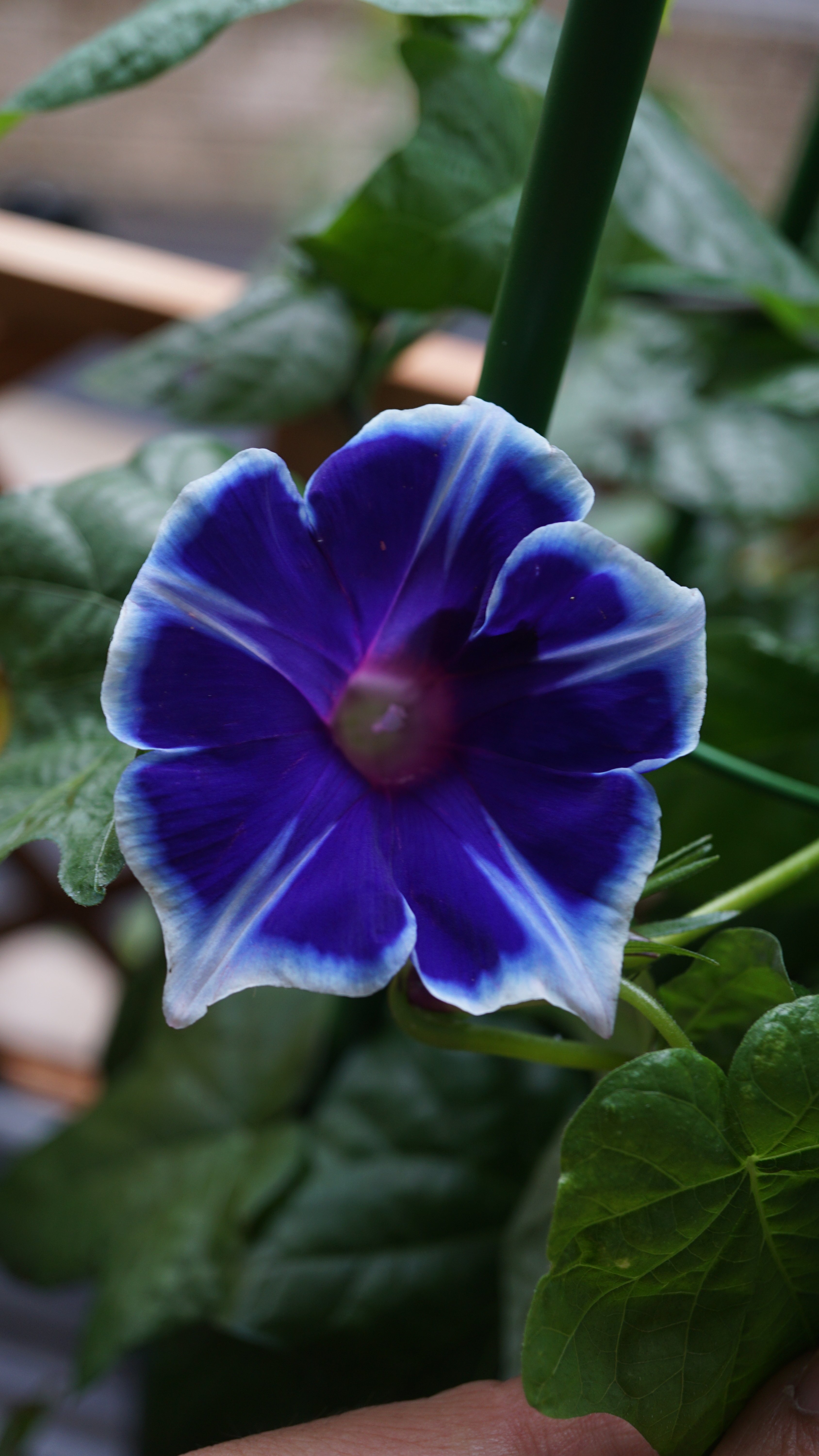 ベランダの四季 やまぐち修 Note