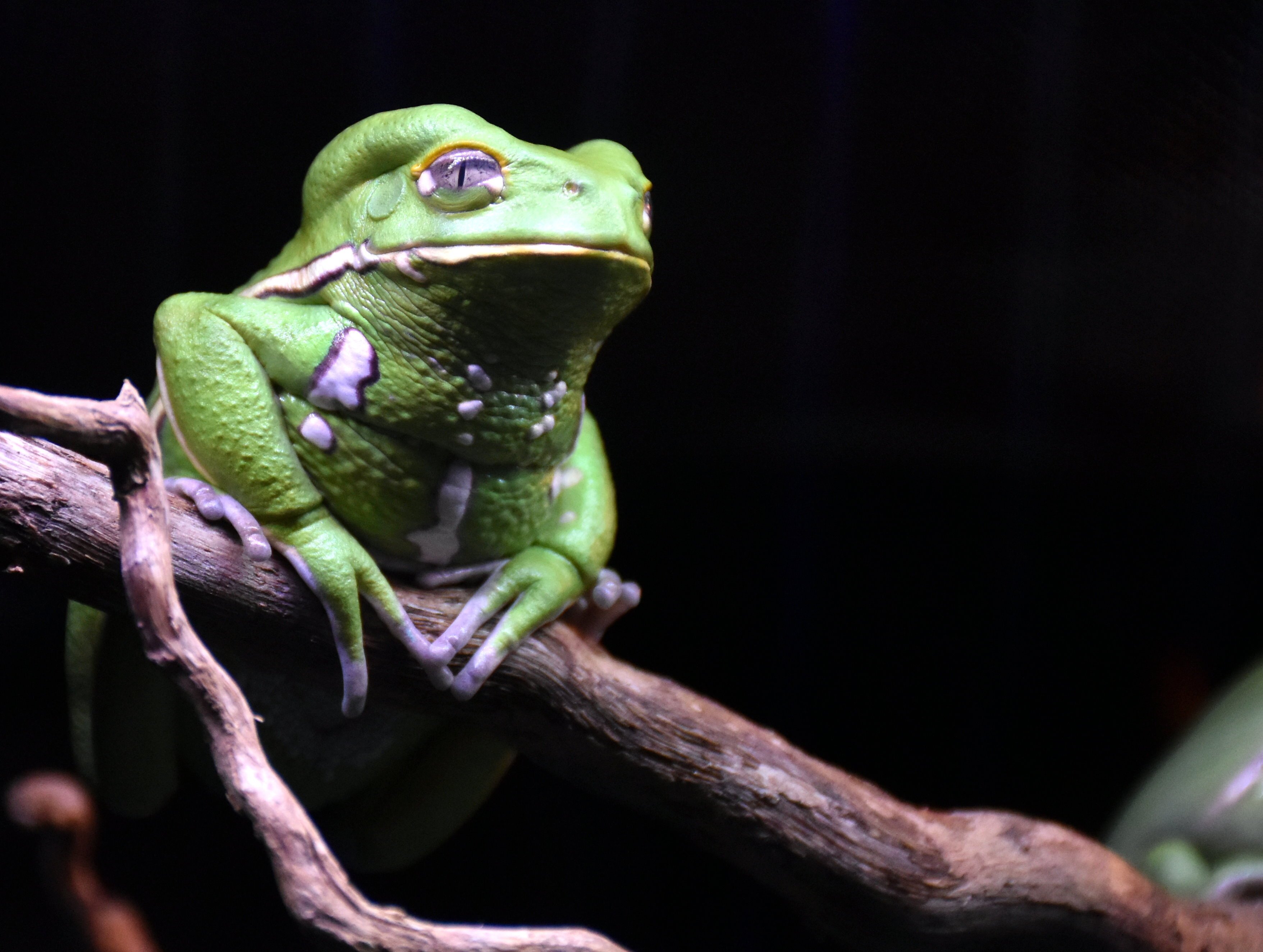 ソバージュネコメガエル 無尾目アマガエル科 Hirahiranote Note