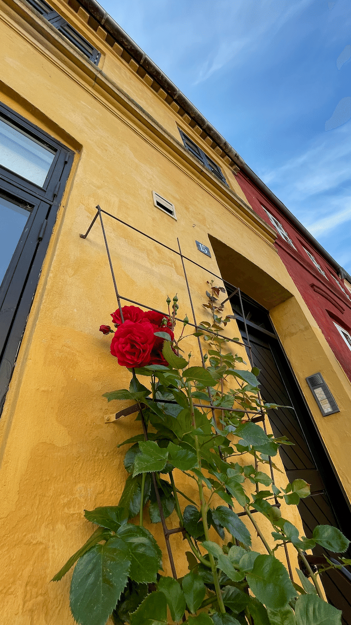 こちらの赤い薔薇は黄色い壁をバックに存在感をアピール! 他の薔薇と異なり、頂点一箇所に集中するスタイルが堂々としています。 画像4