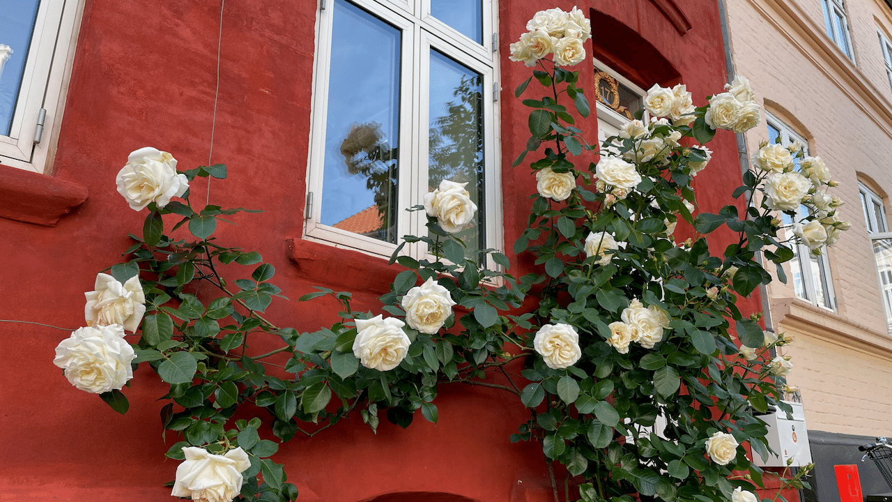 赤の壁に白い薔薇というのも良いですね! こちらは窓を覆い隠さないように迂回する形で枝を伸ばしていました。 画像5