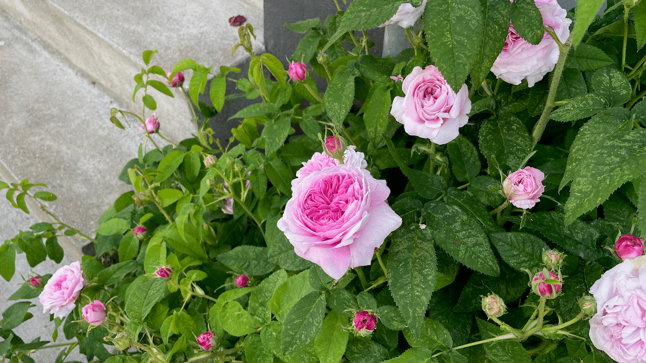 こちらの薔薇はまだ蕾が多いので、本格的に咲くのはこれから。でも中央の薔薇は大きくて花弁がぎっしり!!満開が楽しみですね。 画像8