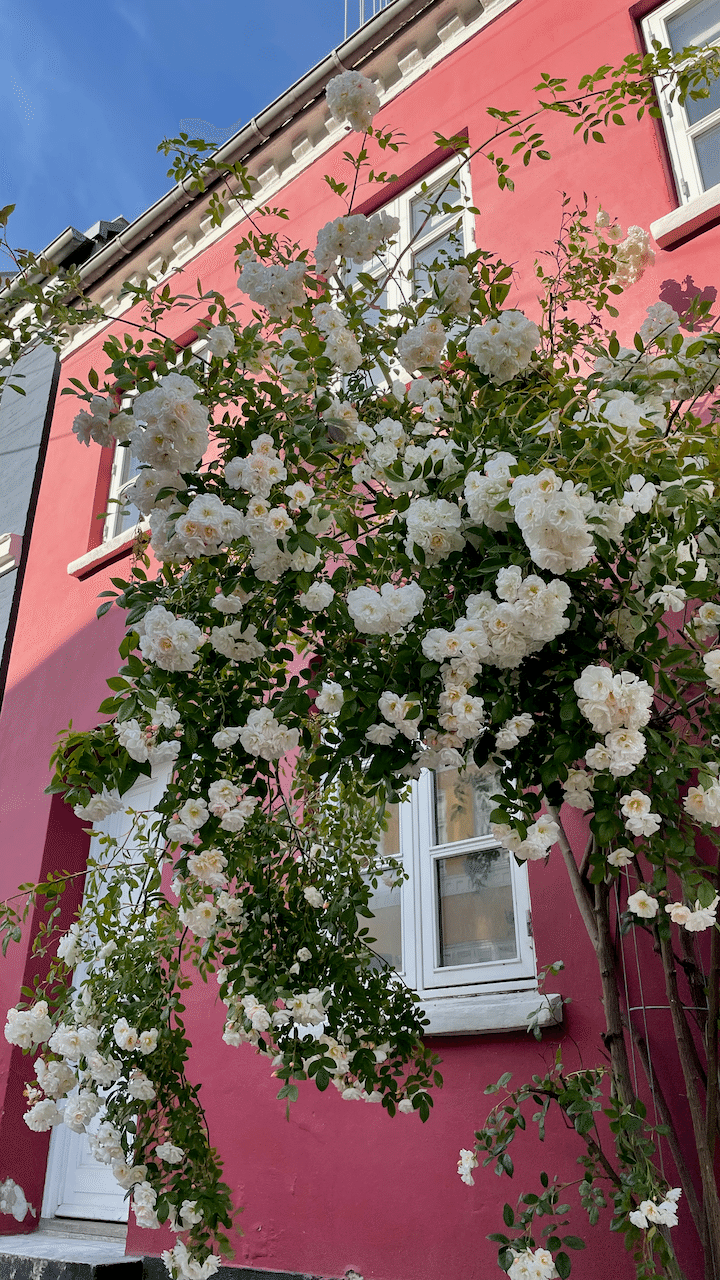 こちらは歩道に大きく飛び出している枝垂れタイプの薔薇。ちょっとよそ見をして歩いているとぶつかってしまうので要注意です。 画像11