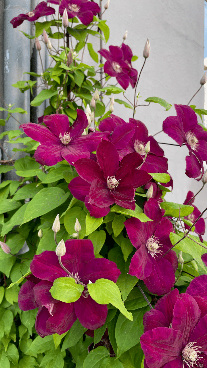 薔薇以外の花も咲いていてたので、ここでちょっと箸休め。ビロードのような花びらでした。 画像9