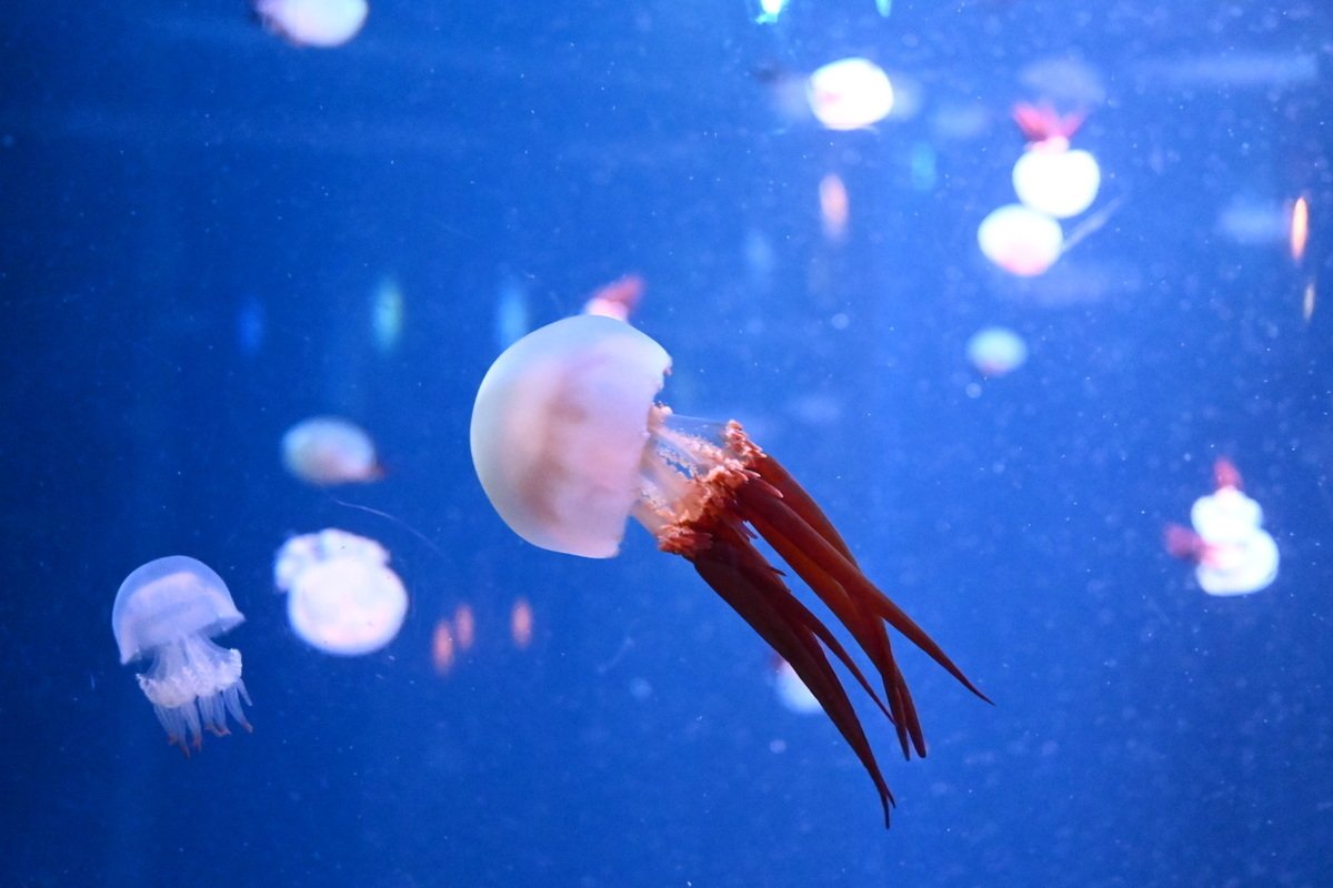 新江ノ島水族館 えのすい のクラゲ おやちょう改め Sho 国宝 城 世界遺産 日本酒 Note