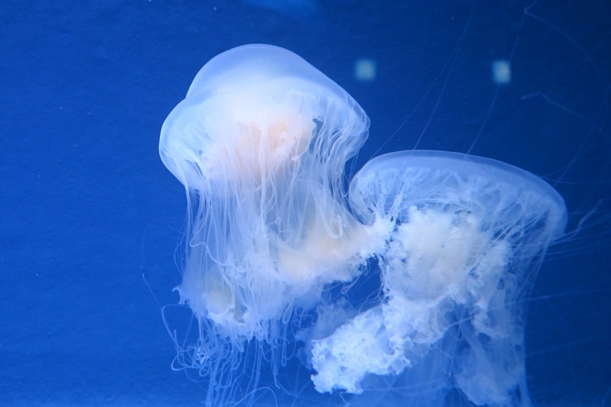 新江ノ島水族館 えのすい のクラゲ おやちょう改め Sho 国宝 城 世界遺産 日本酒 Note