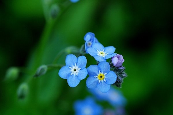 忘れな草 の新着タグ記事一覧 Note つくる つながる とどける