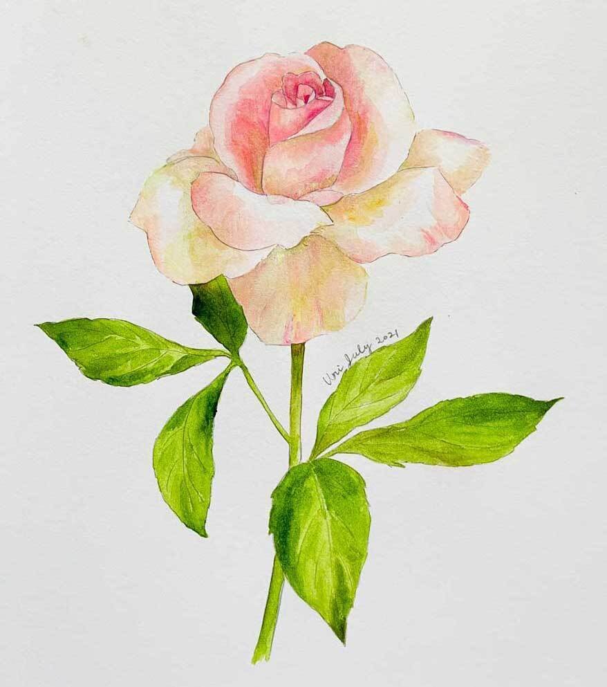 今日のスケッチ ピンクのバラの花 ウリ 宇梨 Note