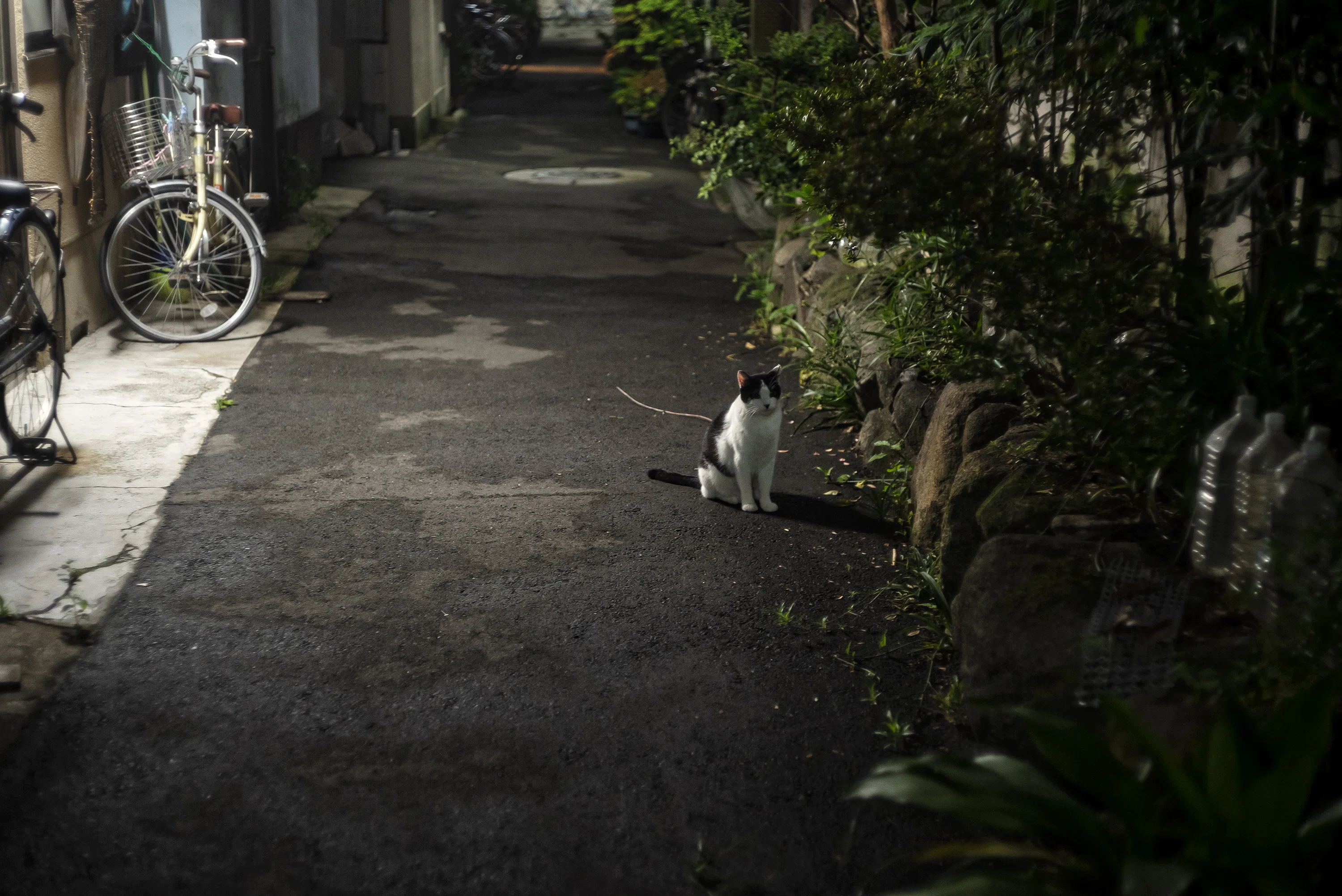 柗乃木大明神・猫塚（西成区）と猫の夏｜OsakaNostalgia
