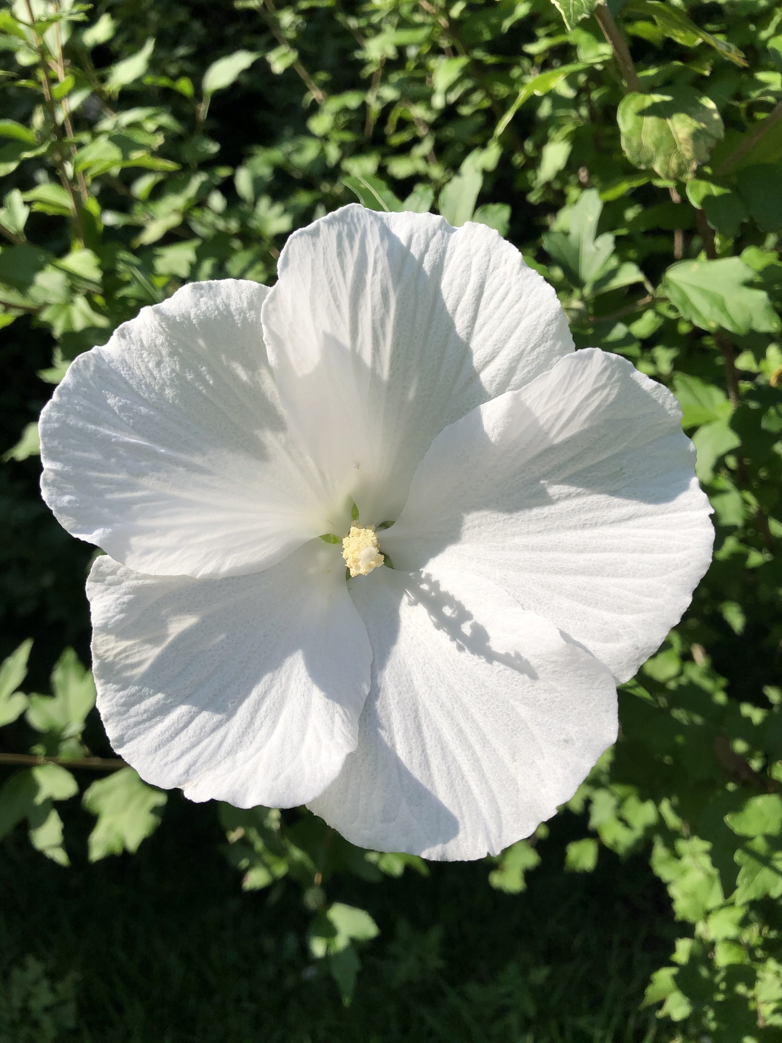 白く輝く花 裕美 Note