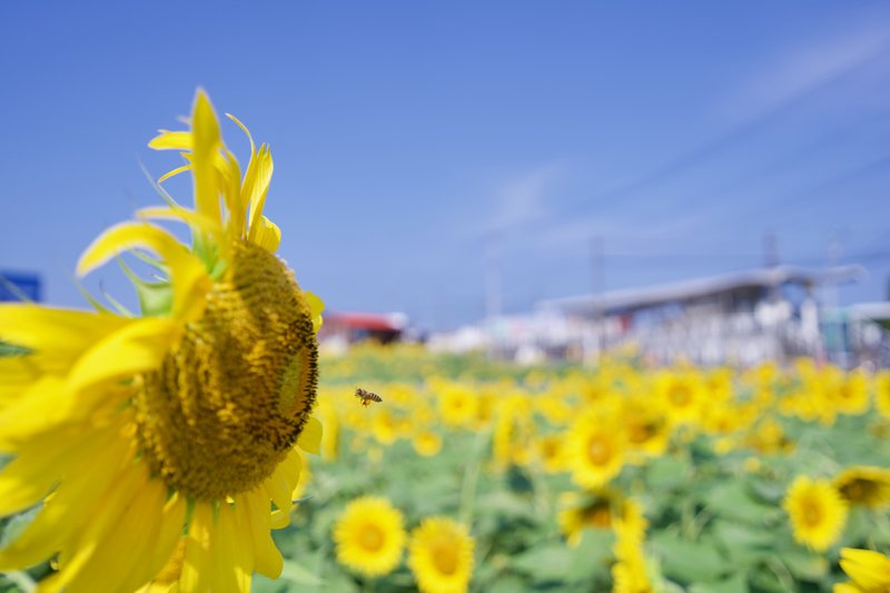 松前町　恋泉畑のひまわり