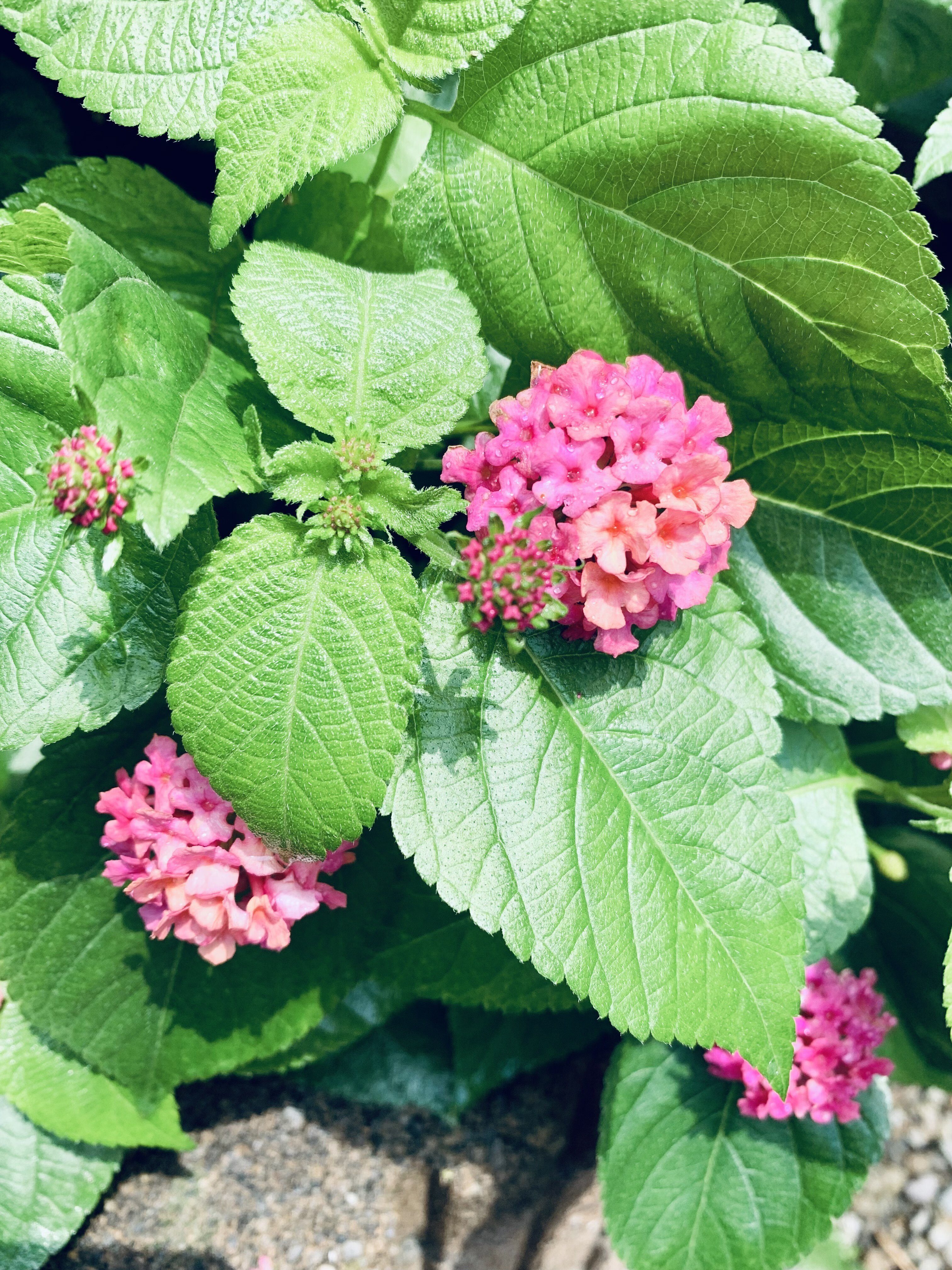 小さい紫陽花 T字路を左に Note