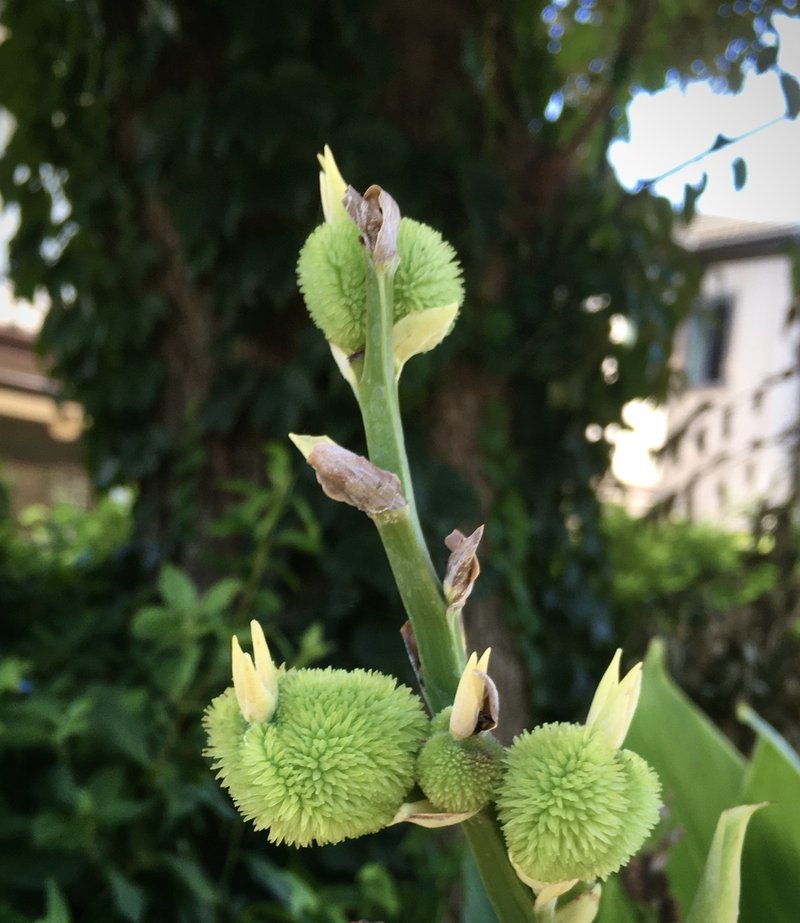 公園で出逢って…。鳥の頭のようにも見えるかな…？キウイにも似てるかな？(*´艸`)　Q.なんだか分かりますか？(答えは？のちほど…♪)