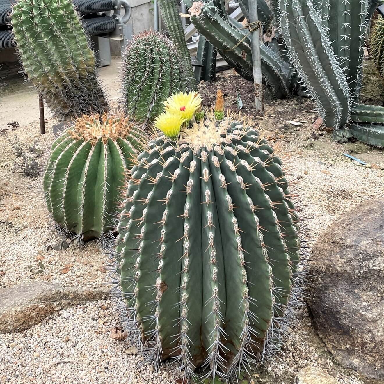 京都府立植物園 観覧温室で出会った珍しい植物たち 食彩アドコム 食こそ温故知新 Note