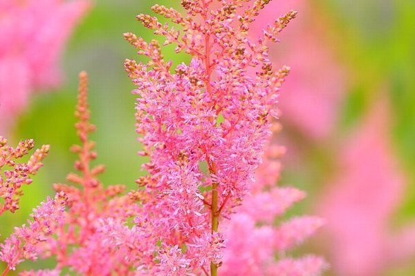 アスチルベ の新着タグ記事一覧 Note つくる つながる とどける アスチルベ の新着タグ記事一覧 Note つくる つながる とどける