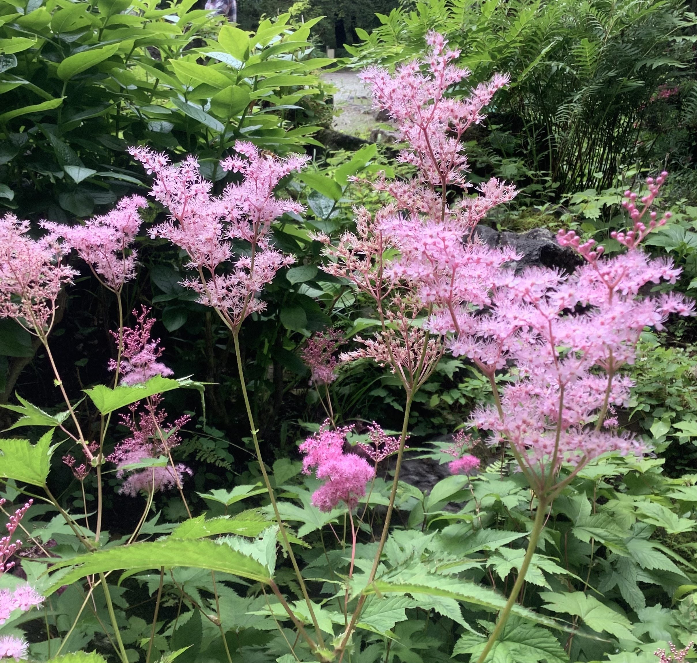 ふわり ももいろ シモツケソウ おりちゃ Note ふわり ももいろ シモツケソウ おりちゃ Note